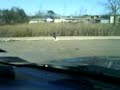 Hawk eating dove
