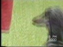 Coursing Lomianki 17.09. 2000 r.cz.2 Coursing Lomianki 17.09. 2000 r.cz.2