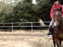 Baron first ride