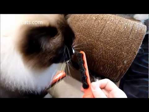 Lilly Brush Pet Hair Remover Review 0 Lilly Brush Pet Hair Remover Review