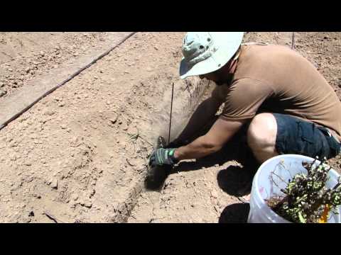 how to grow grapes in nm