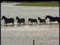 Brood Mares, Foals, Yearlings and Geldings Rescued