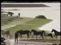 Brood Mares, Foals, Yearlings and Geldings Rescued