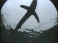 Shark Diving, California\