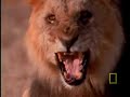 Lives of Lions