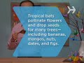 you don't have to wait until halloween to get your fill of creepy critters?fold a whole colony of bats and string them into a spooky mobile.
