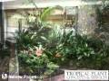 Tropical Plant Concepts Inc -