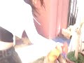 La kaaaty matando al Super Veliz