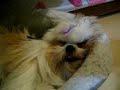 Shih Tzu Dog Nana Snore