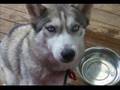 DOL Siberian Husky Movie