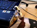 humping usb dog