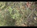 videos de How to ID Juniperus virginiana