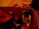 CACHORRITOS