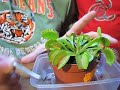 C�mo dar de comer a tu planta carn�vora