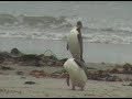 Yellow Eyed Penguins Yellow Eyed Penguins