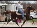 Single Footing Horse- 2009 Big Gun Total Package Winner Conn's Cricket