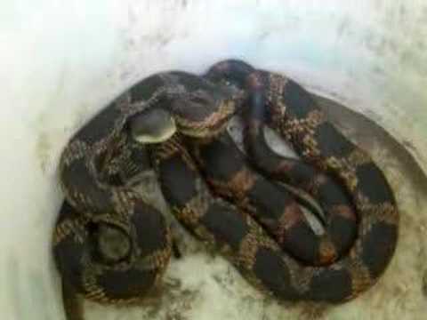 Black And Yellow Steelers Remix Lyrics. Black Rat Snake