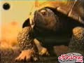 Schildkröte 1 Schildkröte 1