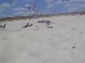 seagull catching
