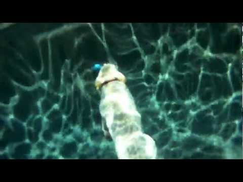 Deep Diving Labrador Retriever