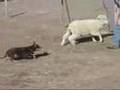 Win Kelpie royalty: Wandie the working dog