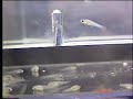 How Guppies Are Born - \"Big Mama\" guppy giving birth How Guppies Are Born - \"Big Mama\" guppy giving birth