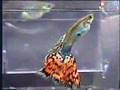 How Guppies Are Born - Big Mama guppy giving birth