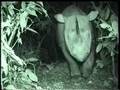 Borneo (Sumatran) Rhino caught first time on Camera at Tabin Wildlife Reserve, Sabah.