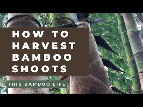 how to harvest bamboo