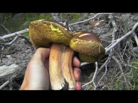 how to harvest wild mushrooms