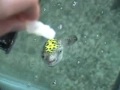 Green Spotted Puffer Fish, Pit Bull of the Fish World Green Spotted Puffer Fish, Pit Bull of the Fish World
