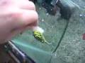 Green Spotted Puffer Fish, Pit Bull of the Fish World