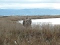 Hannah's first retrieve (Don Edwards Wildlife Refuge)