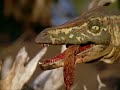 Walking With Dinosaurs Ep1: New Blood. (Part1/3) Walking With Dinosaurs Ep1: New Blood. (Part1/3)