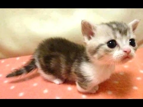 These Cute & Funny Baby Animals Will Lift Up Your Mood (VIDEO)