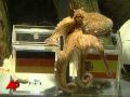 Raw Video: Oracle Octopus Picks Spain