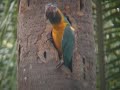 Blue Thoated Macaw Part VI Blue Thoated Macaw Part VI