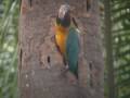 videos de Blue Thoated Macaw Part VI