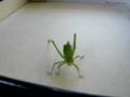 Giant Katydid Stilpnochlora couloniana