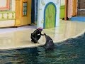 dolphin show part 2 seoul grand park
