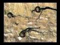 Dossiers Ovni 03 - Le Cas Roswell 4/5