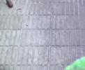 Tortuga Ninja, Hermana Monse�or