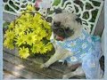 What's the Best Dog for Kids?  Daisey Mae, the Pug!