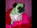 What's the Best Dog for Kids?  Daisey Mae, the Pug!