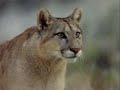 Puma. El león de los Andes 4 de 6