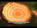 ecoagents-reversing-global-warming-saving-amazon-rainforest.html