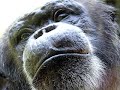 Ape April 07