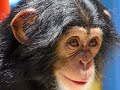 Ape April 07