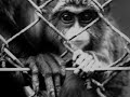 Ape April 07
