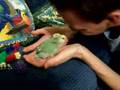 Cute Baby Lovebirds